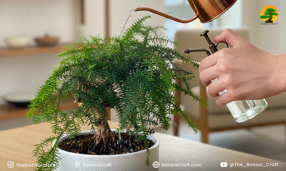 Watering and Humidity Needs