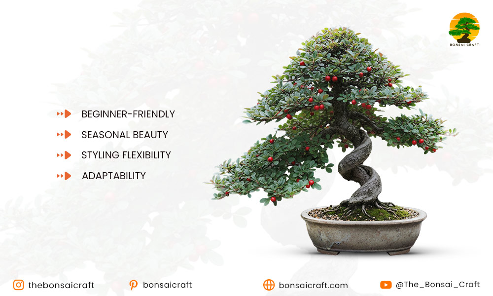 Why Choose a Cotoneaster Bonsai?
