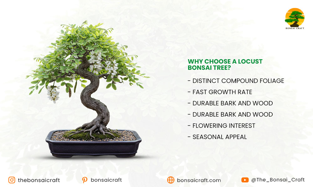 Why Choose a Locust Bonsai Tree?