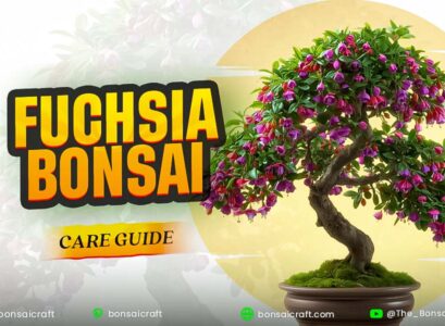 Fuchsia bonsai care guide featuring a blooming Fuchsia bonsai with pink and purple flowers