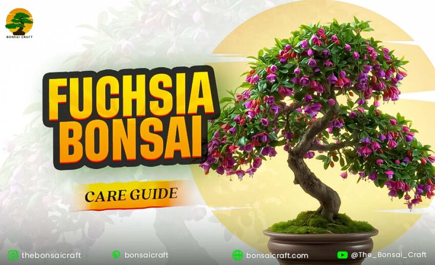 Fuchsia bonsai care guide featuring a blooming Fuchsia bonsai with pink and purple flowers