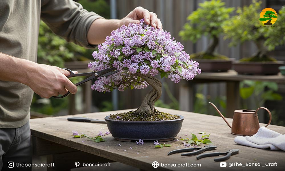 How to Prune a Lilac Bonsai Tree