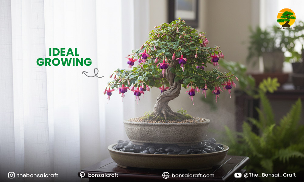 Ideal growing conditions for Fuchsia bonsai with proper light, temperature, and humidity balance