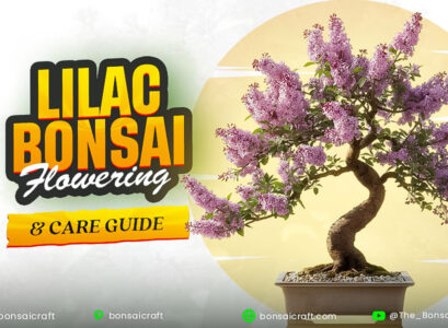 Lilac Bonsai Flowering & Care Guide (Syringa vulgaris)