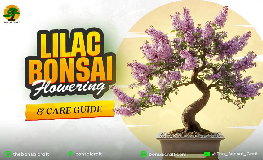 Lilac Bonsai Flowering & Care Guide (Syringa vulgaris)
