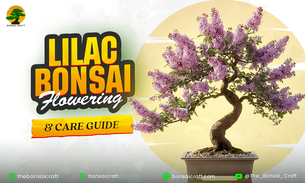 Lilac Bonsai Flowering & Care Guide (Syringa vulgaris)