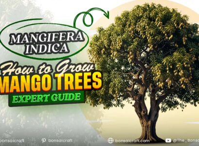 Healthy Mangifera indica tree full of ripe yellow mango fruits in a tropical garden