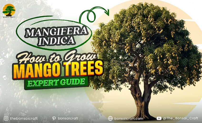 Healthy Mangifera indica tree full of ripe yellow mango fruits in a tropical garden