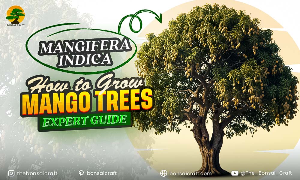 Healthy Mangifera indica tree full of ripe yellow mango fruits in a tropical garden