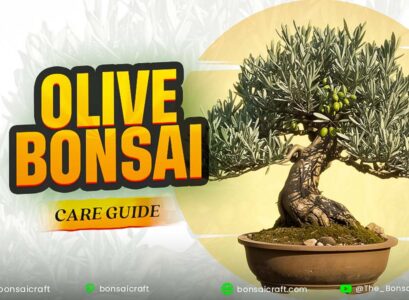 Healthy Olive Tree Bonsai in ceramic pot with lush green leaves on a wooden table