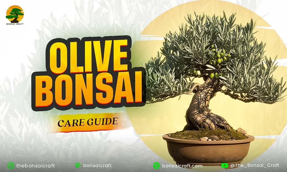 Healthy Olive Tree Bonsai in ceramic pot with lush green leaves on a wooden table