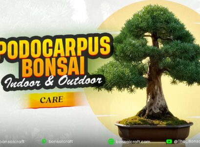 Podocarpus Bonsai Indoor & Outdoor Care (Buddhist Pine)