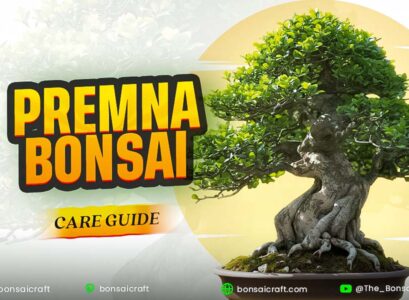 Premna bonsai care guide showing a healthy miniature Premna tree with lush green foliage