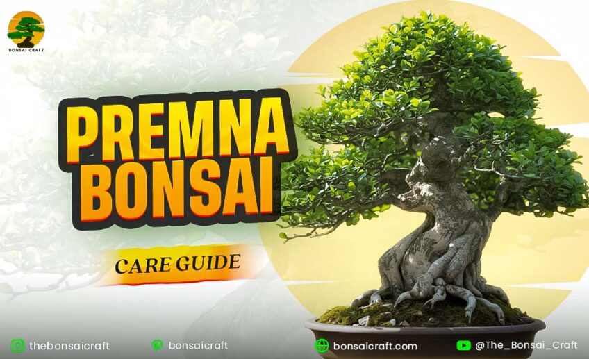 Premna bonsai care guide showing a healthy miniature Premna tree with lush green foliage