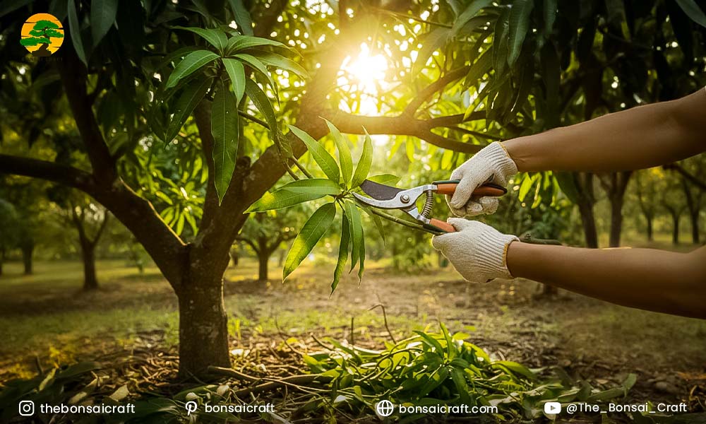 Farmer pruning branches of a Mangifera indica mango tree with garden shears to maintain structure
