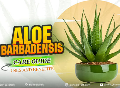Healthy Aloe barbadensis (Aloe vera) plant in a pot showing thick green leaves, symbolizing proper care, uses, and natural healing benefits.