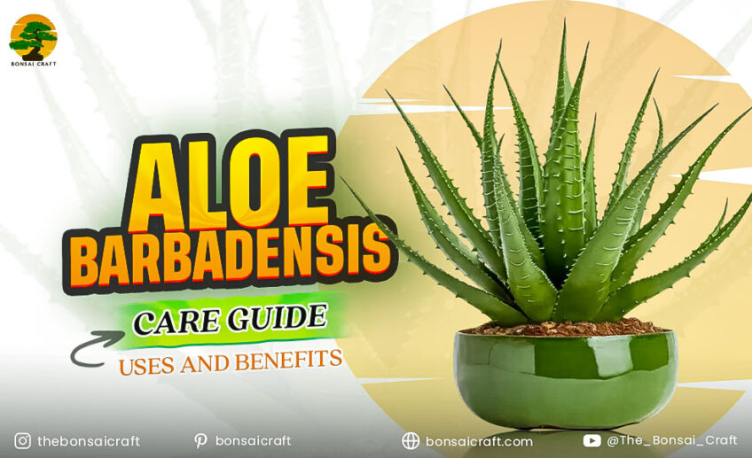 Healthy Aloe barbadensis (Aloe vera) plant in a pot showing thick green leaves, symbolizing proper care, uses, and natural healing benefits.
