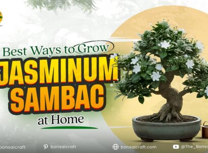 Healthy Jasminum sambac plant growing in a home garden with glossy green leaves and fragrant white flowers.