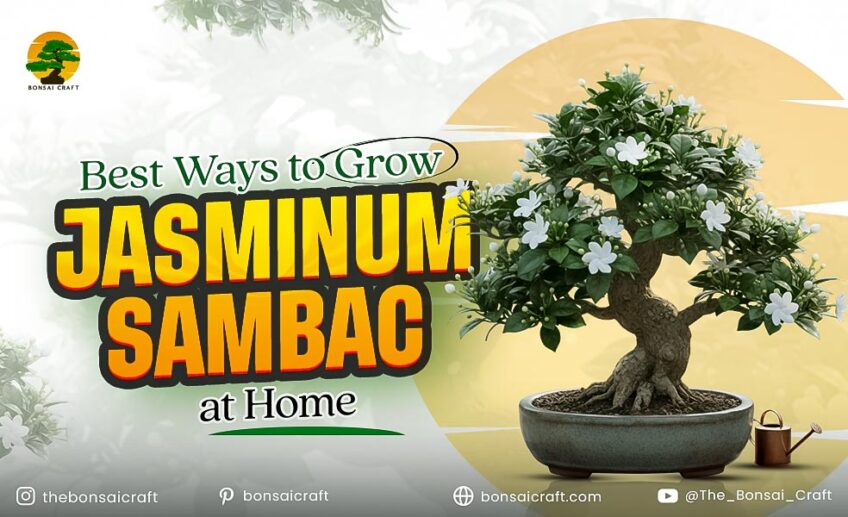 Healthy Jasminum sambac plant growing in a home garden with glossy green leaves and fragrant white flowers.