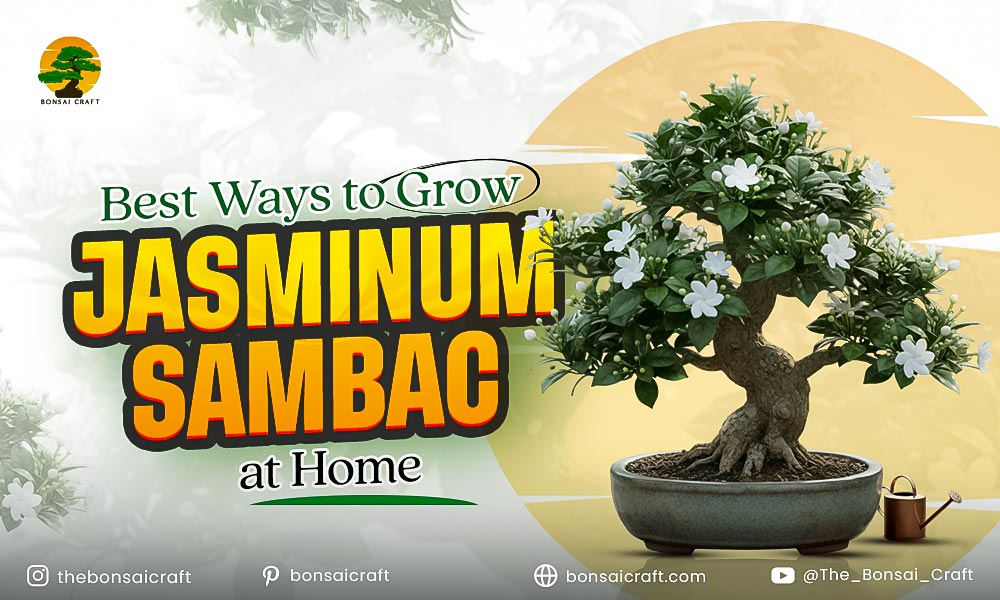 Healthy Jasminum sambac plant growing in a home garden with glossy green leaves and fragrant white flowers.