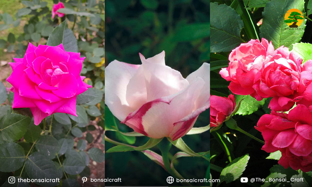 Different China Rose (Rosa chinensis) varieties displaying red, pink, and white blooms in a vibrant garden.