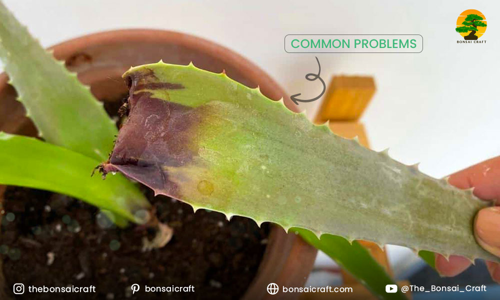 Aloe barbadensis leaves showing signs of pests, discoloration, and fungal disease in home care.