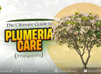 Healthy Plumeria (Frangipani) plant with lush green leaves and fragrant tropical flowers symbolizing proper care.