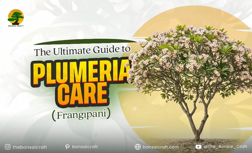 Healthy Plumeria (Frangipani) plant with lush green leaves and fragrant tropical flowers symbolizing proper care.