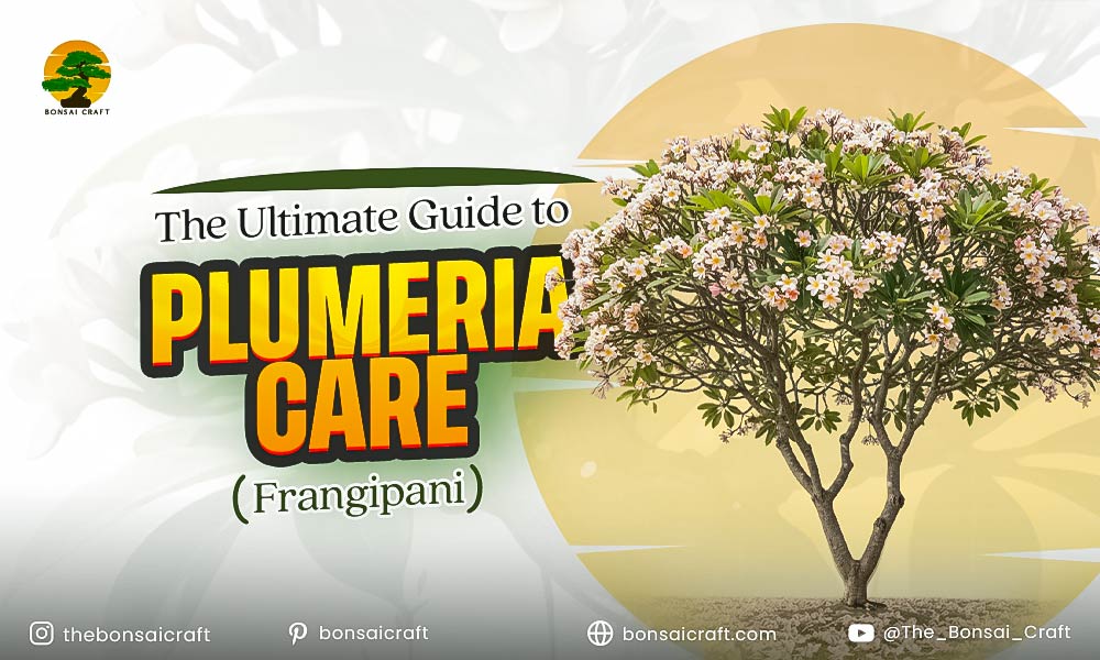 Healthy Plumeria (Frangipani) plant with lush green leaves and fragrant tropical flowers symbolizing proper care.