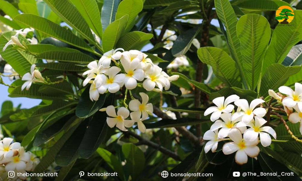 Flowering Plumeria tree with vibrant clusters of blossoms showing successful blooming conditions.