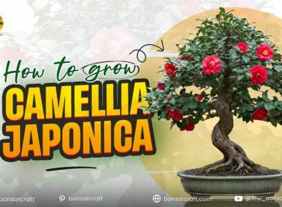 Blooming Camellia japonica plant with glossy green leaves and vibrant pink flowers, showing ideal growth and care conditions.