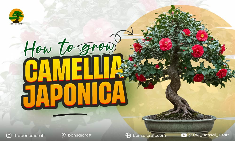 Blooming Camellia japonica plant with glossy green leaves and vibrant pink flowers, showing ideal growth and care conditions.
