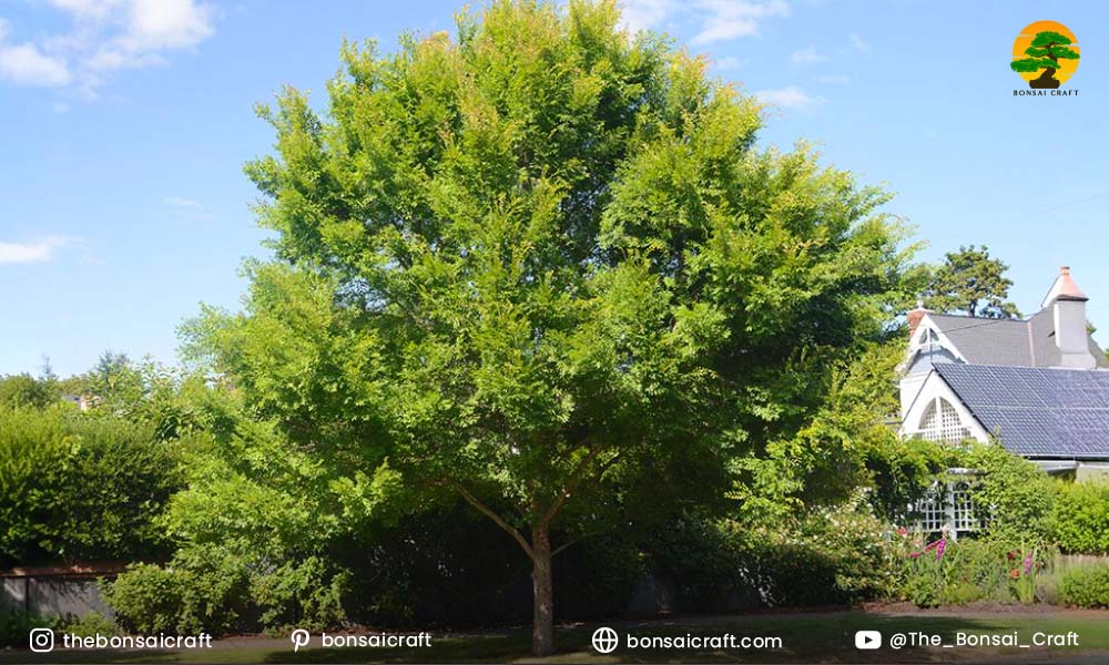 Mature Chinese Elm tree with dense green canopy, illustrating proper growth and care techniques.