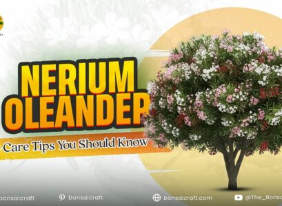Healthy Nerium oleander plant with vibrant flowers and glossy green leaves showing ideal care and maintenance