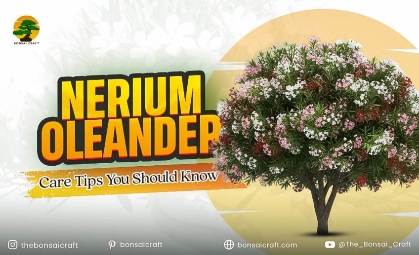 Healthy Nerium oleander plant with vibrant flowers and glossy green leaves showing ideal care and maintenance