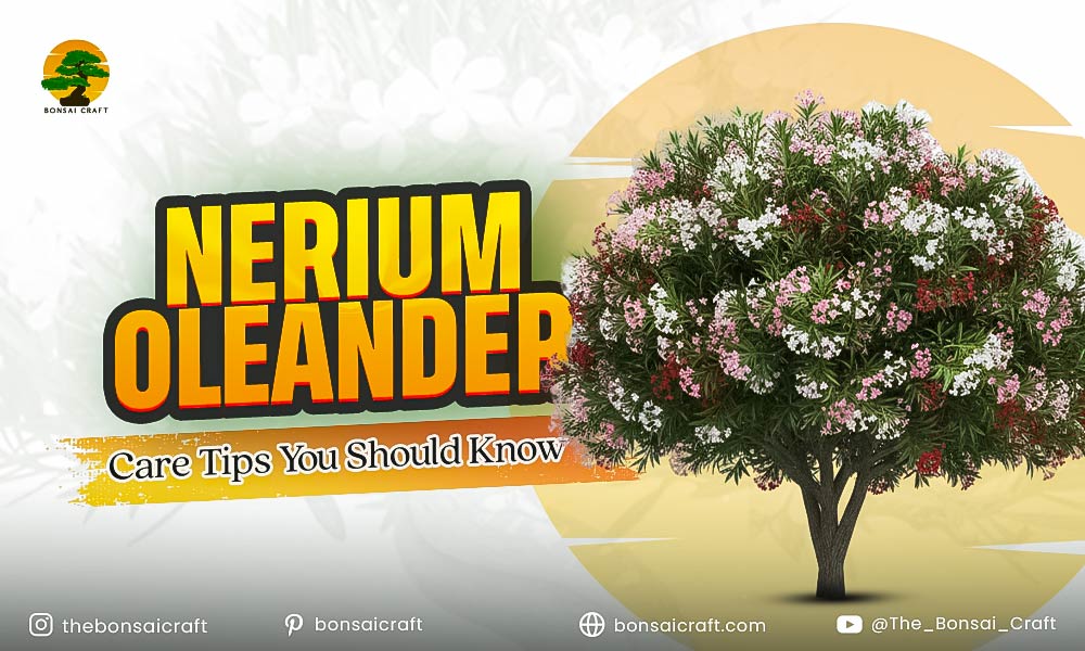 Healthy Nerium oleander plant with vibrant flowers and glossy green leaves showing ideal care and maintenance