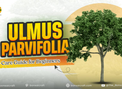 Young Ulmus parvifolia (Chinese Elm) tree with green foliage, showing basic care steps for beginners.