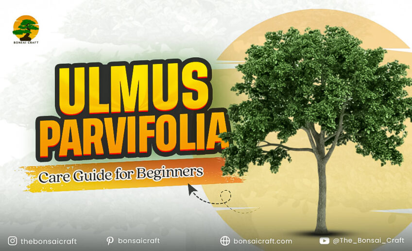 Young Ulmus parvifolia (Chinese Elm) tree with green foliage, showing basic care steps for beginners.