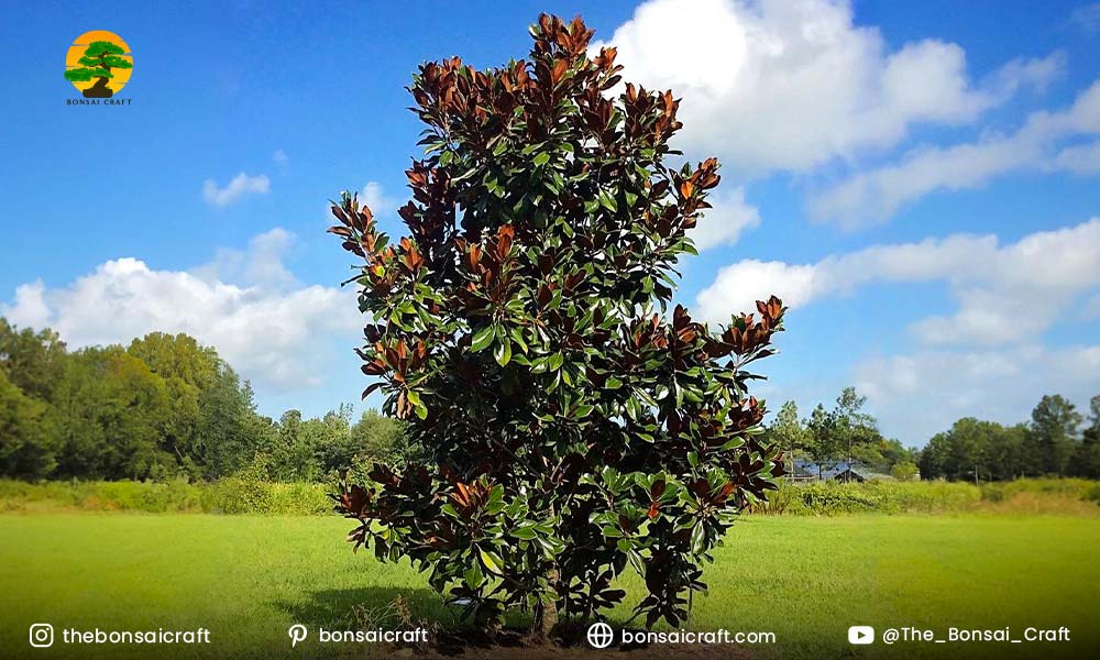 Planting a young Magnolia grandiflora sapling in prepared soil with proper spacing and depth.