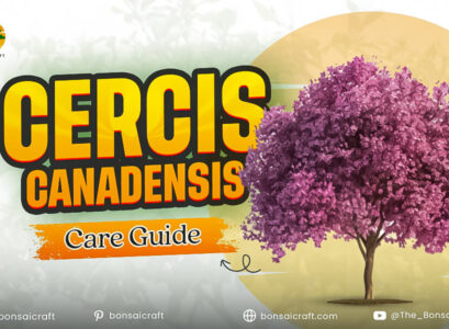 Healthy Cercis canadensis (Eastern Redbud) tree with heart-shaped leaves and pink spring flowers growing in a garden.