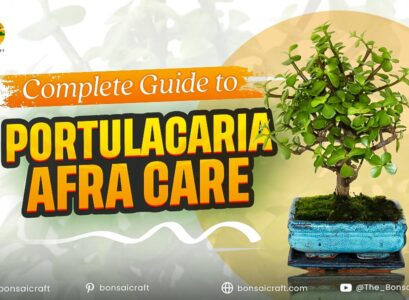 Healthy Portulacaria afra (Elephant Bush) plant with small round leaves, showing proper care and growth.