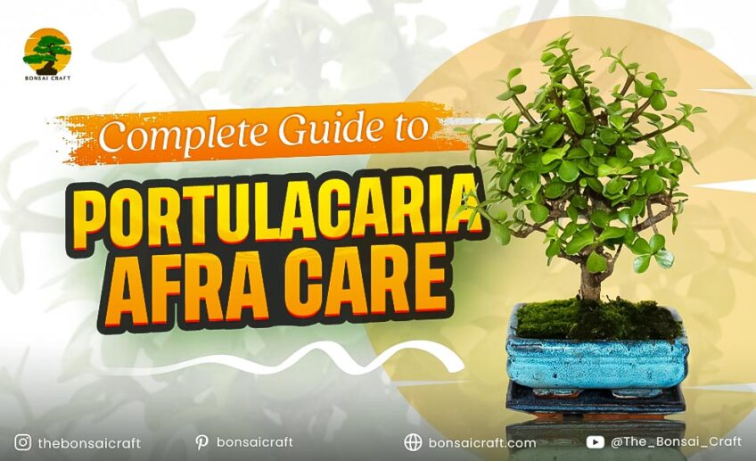 Healthy Portulacaria afra (Elephant Bush) plant with small round leaves, showing proper care and growth.