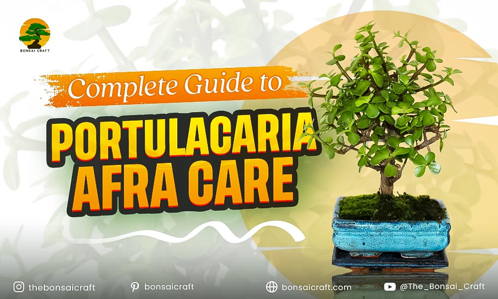 Healthy Portulacaria afra (Elephant Bush) plant with small round leaves, showing proper care and growth.