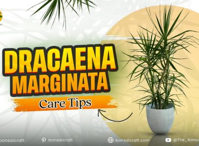 Healthy Dracaena marginata plant with tall, slender stems and spiky green-red leaves showing proper care.