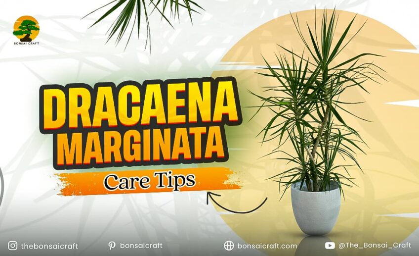 Healthy Dracaena marginata plant with tall, slender stems and spiky green-red leaves showing proper care.