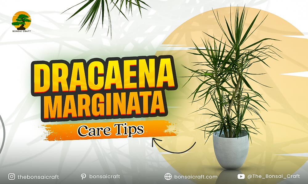 Healthy Dracaena marginata plant with tall, slender stems and spiky green-red leaves showing proper care.
