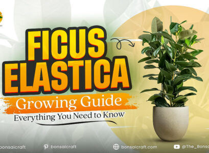 Healthy Ficus elastica (Rubber Plant) with large glossy leaves, showing ideal indoor growing conditions.