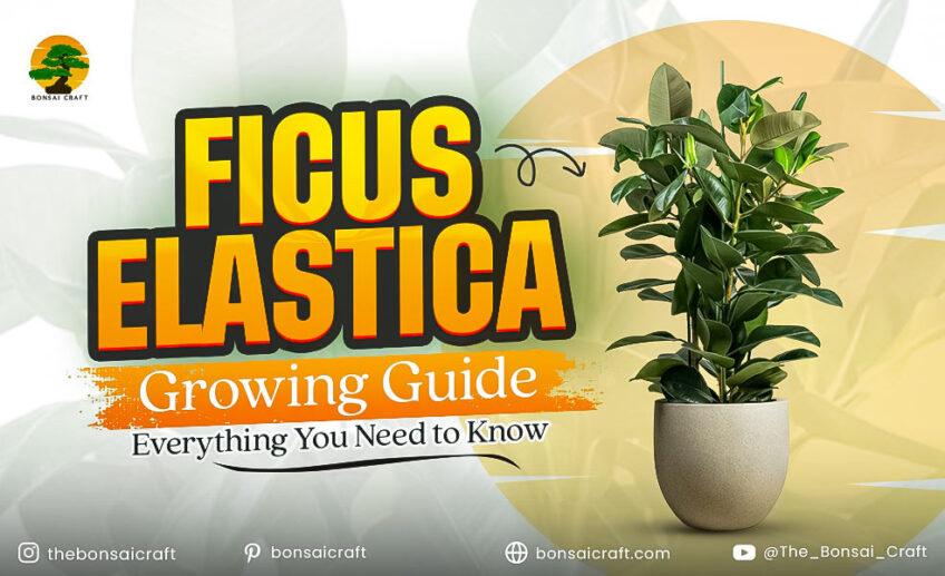 Healthy Ficus elastica (Rubber Plant) with large glossy leaves, showing ideal indoor growing conditions.