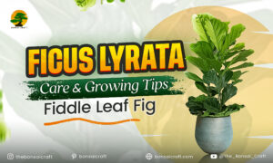 Ficus Lyrata Care & Growing Tips (Fiddle Leaf Fig) - Bonsai Craft