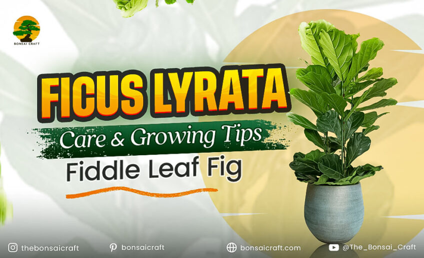 Healthy Ficus lyrata (Fiddle Leaf Fig) with large glossy leaves growing indoors under bright, indirect light.
